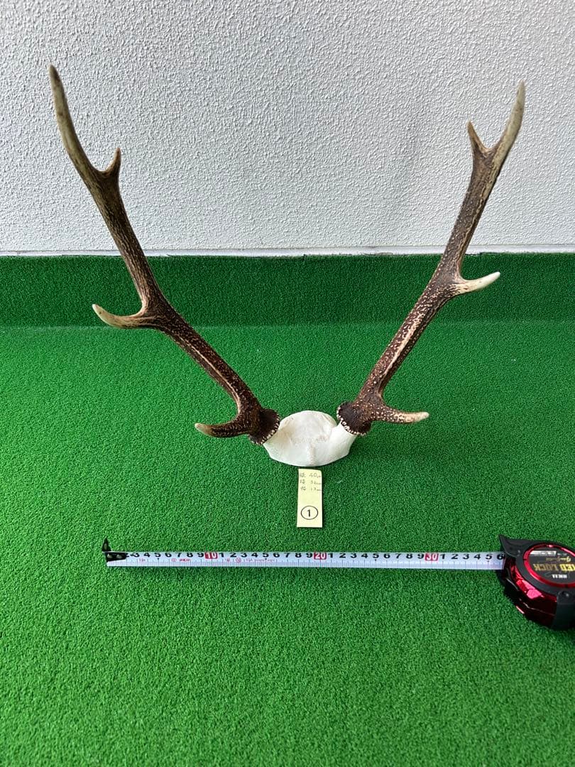ニホンジカの角（NO.1）
