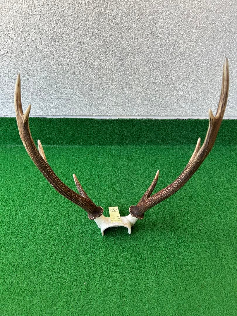 ニホンジカの角（NO.1）