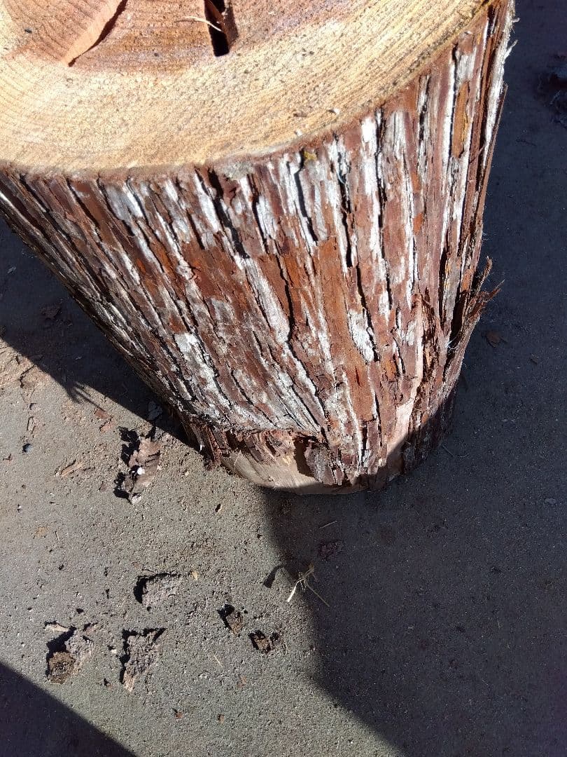 みつばち飼育箱、昆虫飼育用 中空洞木材 杉材 樹洞 くり抜き 丸洞 丸太