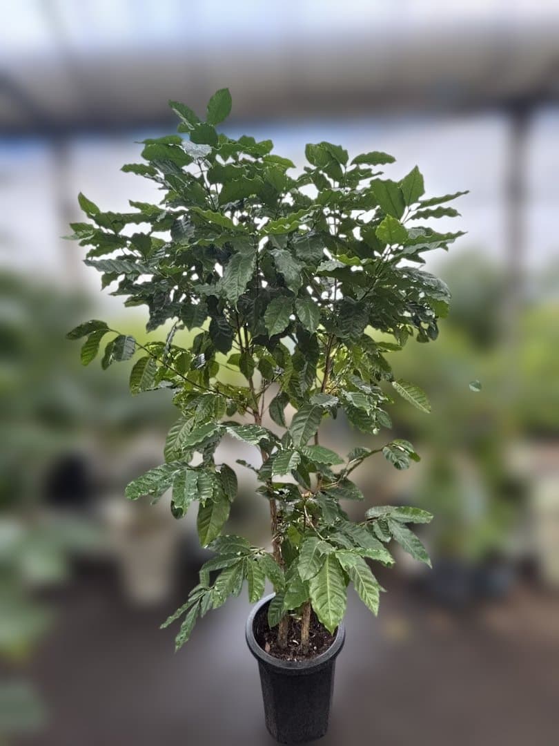 コーヒーの木（果実付き） 10号　170センチ