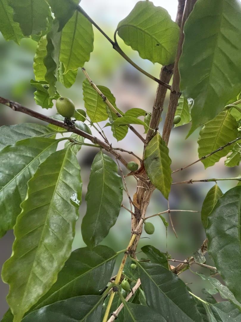 コーヒーの木（果実付き） 10号　170センチ