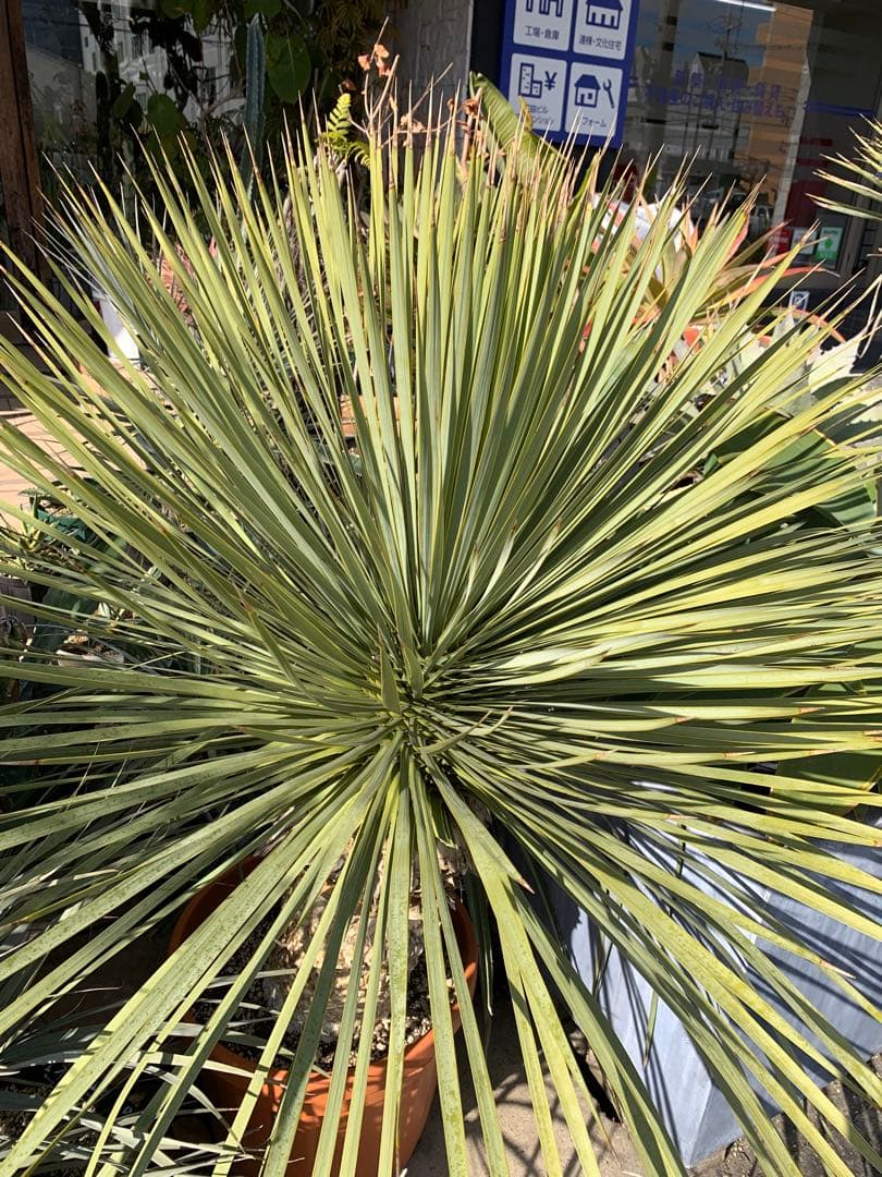 ユッカロストラータ