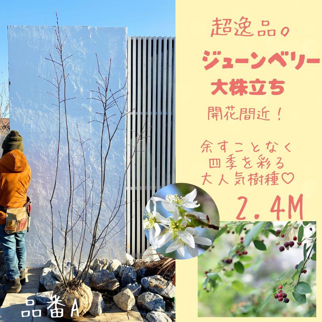 超逸品。ジューンベリー大株立ち2.4M(鉢底から)品番A