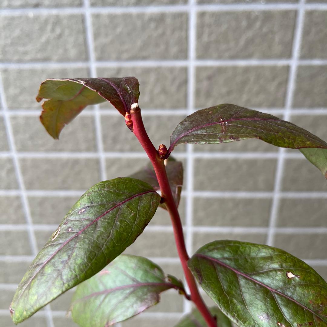 チャンドラ　スパルタン 接木苗 ブルーベリー苗木