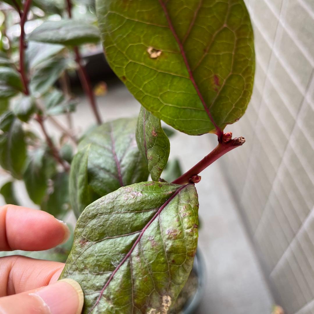 チャンドラ　スパルタン 接木苗 ブルーベリー苗木