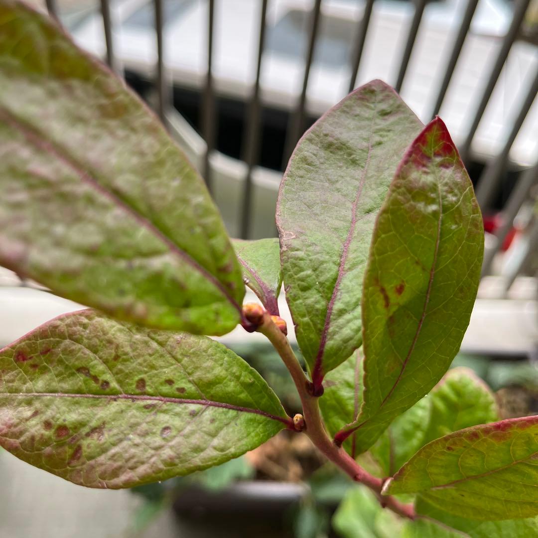チャンドラ　スパルタン 接木苗 ブルーベリー苗木