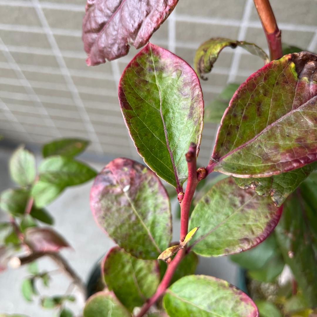 チャンドラ　スパルタン 接木苗 ブルーベリー苗木