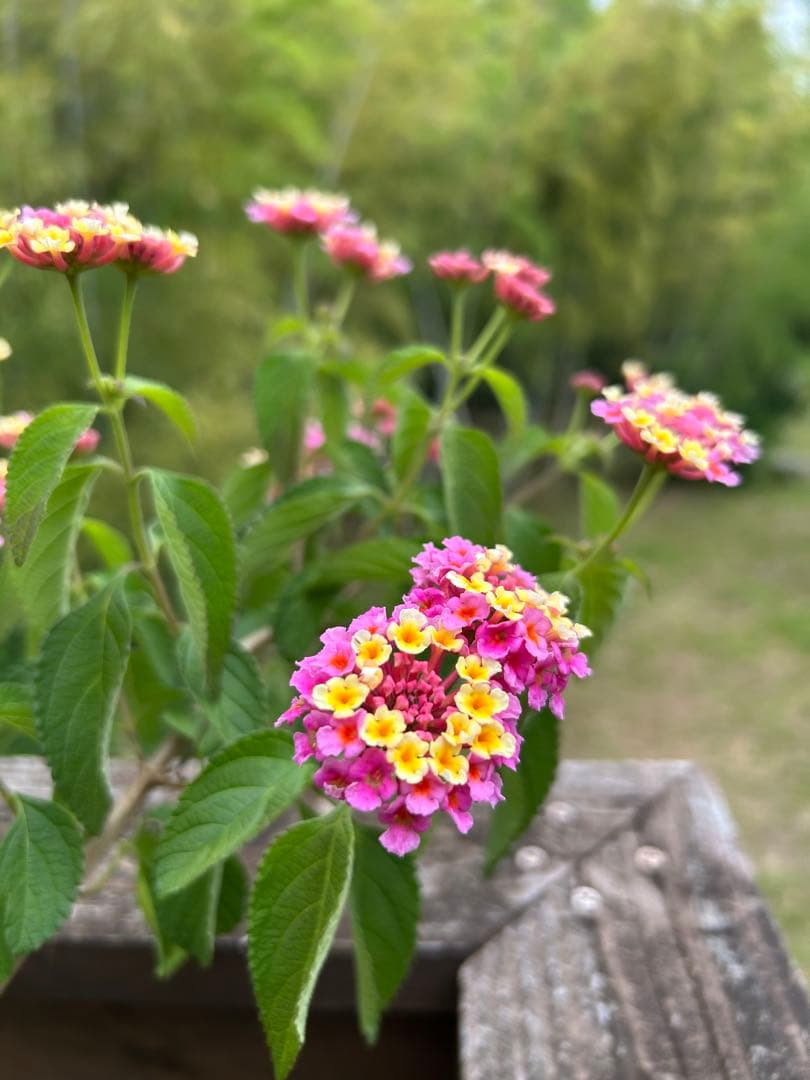 確認用　大雪ドライブ　長浜城　愛犬　玉玉　トラ