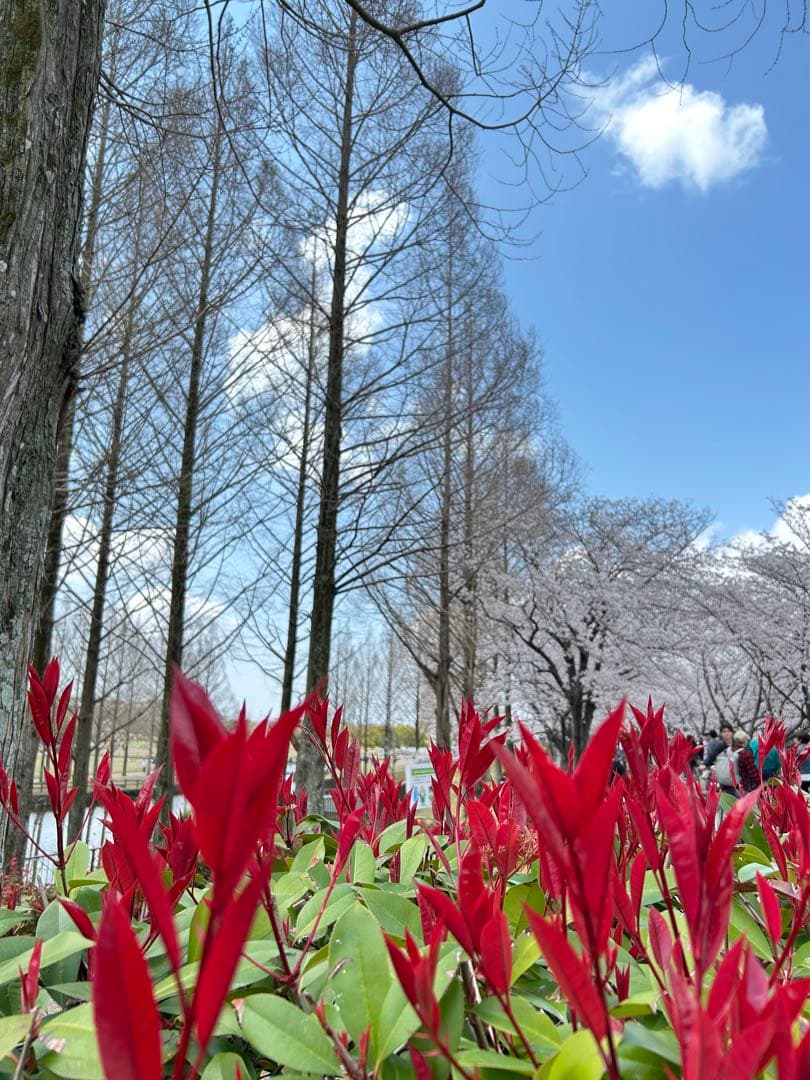 確認用　大雪ドライブ　長浜城　愛犬　玉玉　トラ