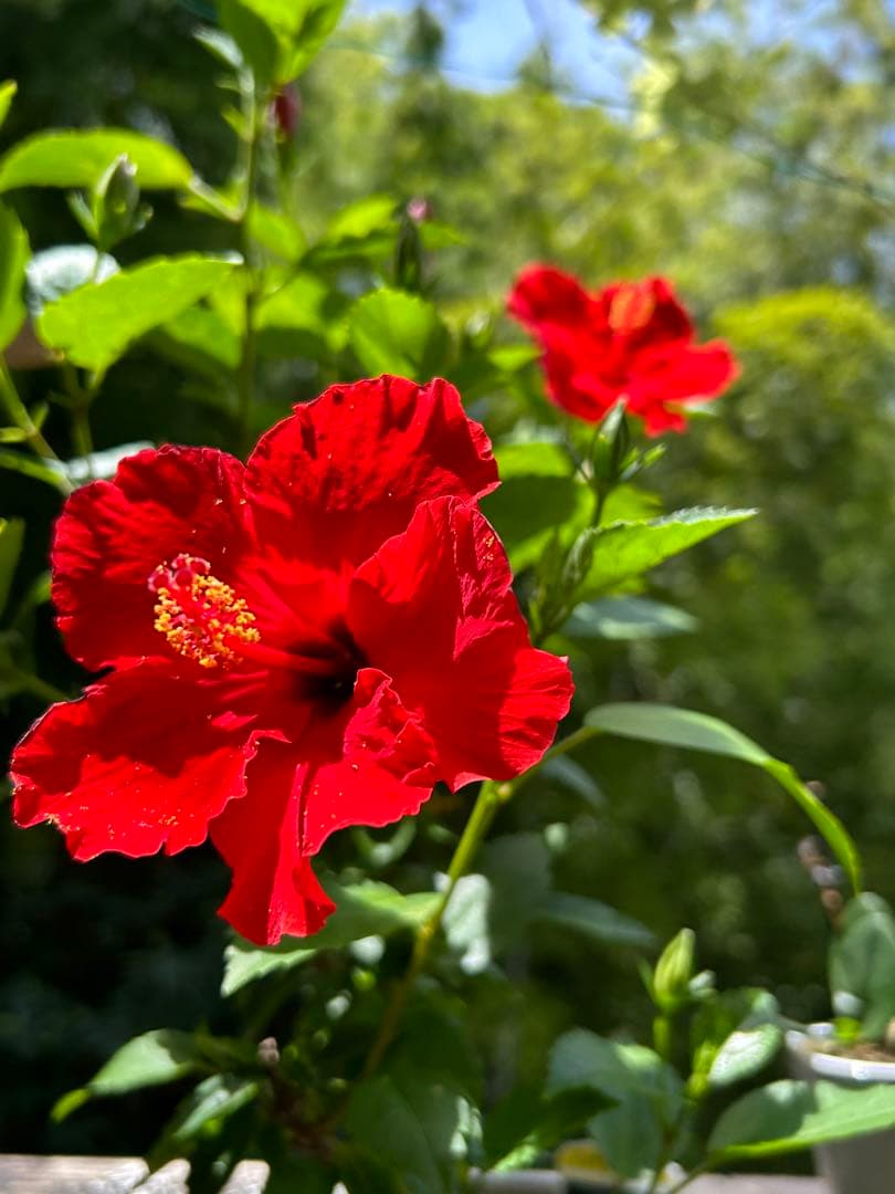 確認用　大雪ドライブ　長浜城　愛犬　玉玉　トラ