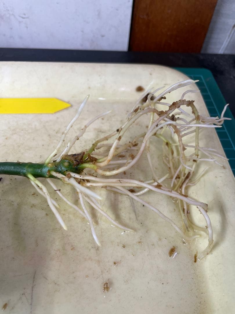 ☆ アグラオネマ アンダマン諸島 ポートブレア 北部地域　出射便 　黄3 ☆