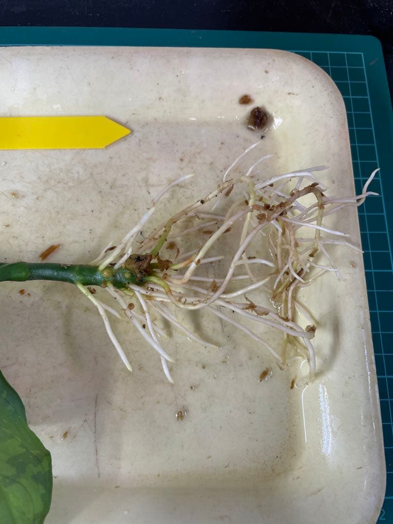 ☆ アグラオネマ アンダマン諸島 ポートブレア 北部地域　出射便 　黄3 ☆