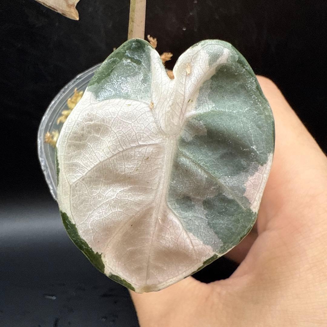 アロカシア ハートバルーン ピンク 台湾form