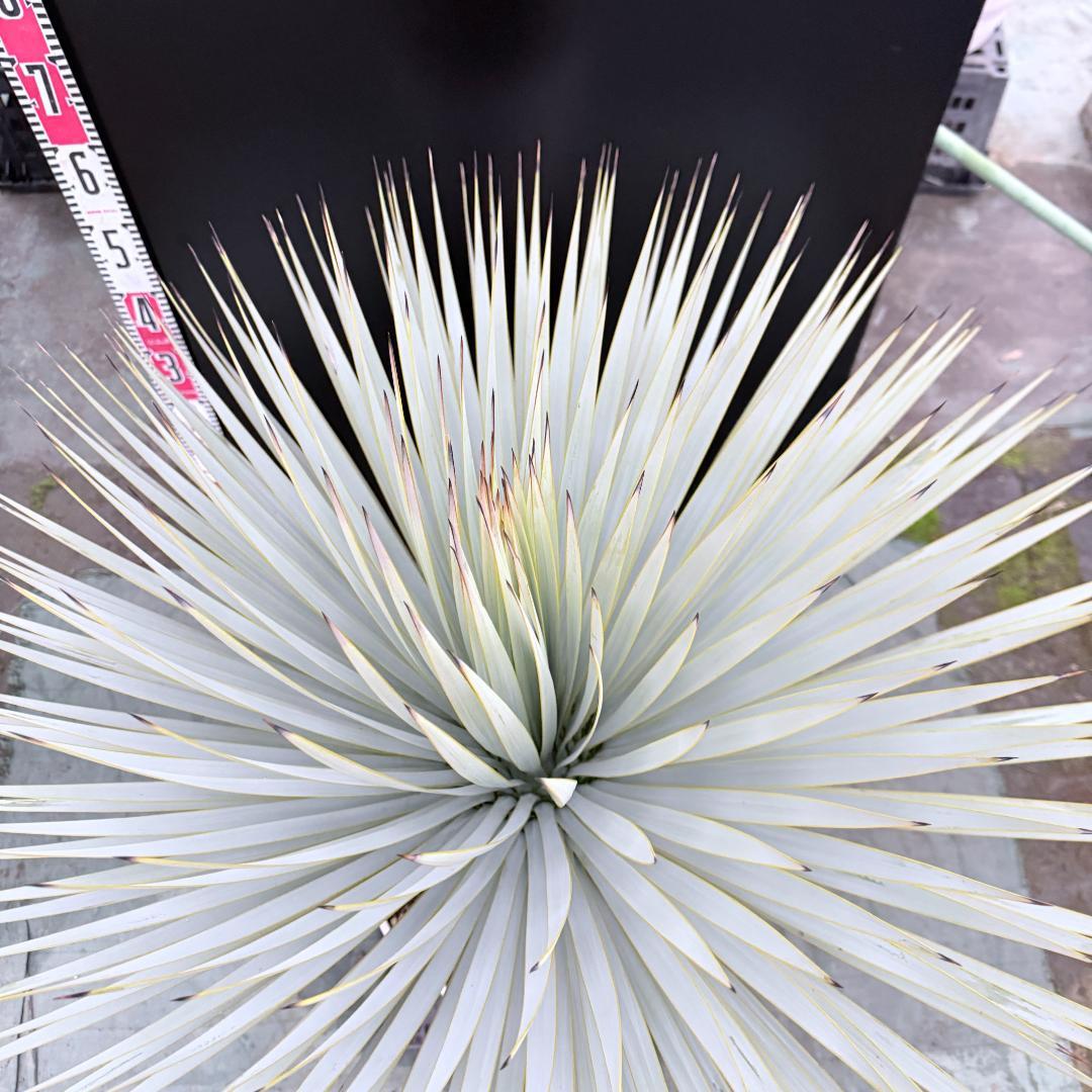 【AL1145】ユッカ　ロストラータ　ホワイト個体　【ALBEROホワイト祭り】