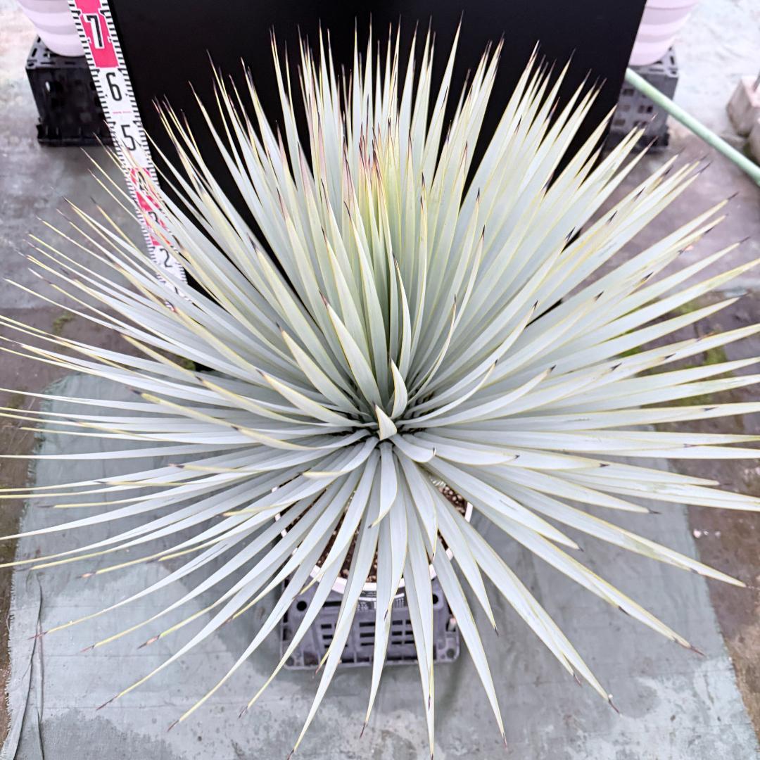 【AL1145】ユッカ　ロストラータ　ホワイト個体　【ALBEROホワイト祭り】