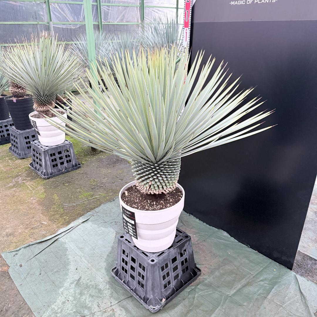 【AL1145】ユッカ　ロストラータ　ホワイト個体　【ALBEROホワイト祭り】