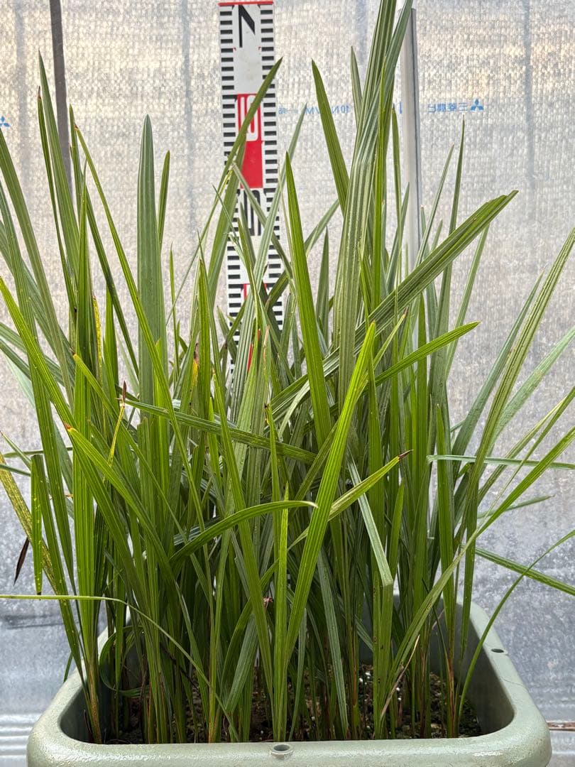 ココスヤシ　98本以上　ロストラータ