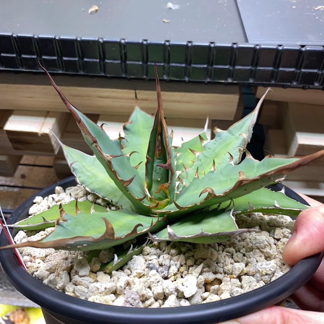 アガベ　ハイブリッド　姫厳龍　キシロナカンサ　Doragon Agave