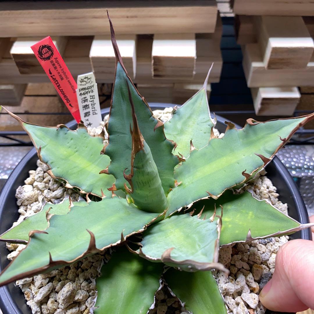アガベ　ハイブリッド　姫厳龍　キシロナカンサ　Doragon Agave