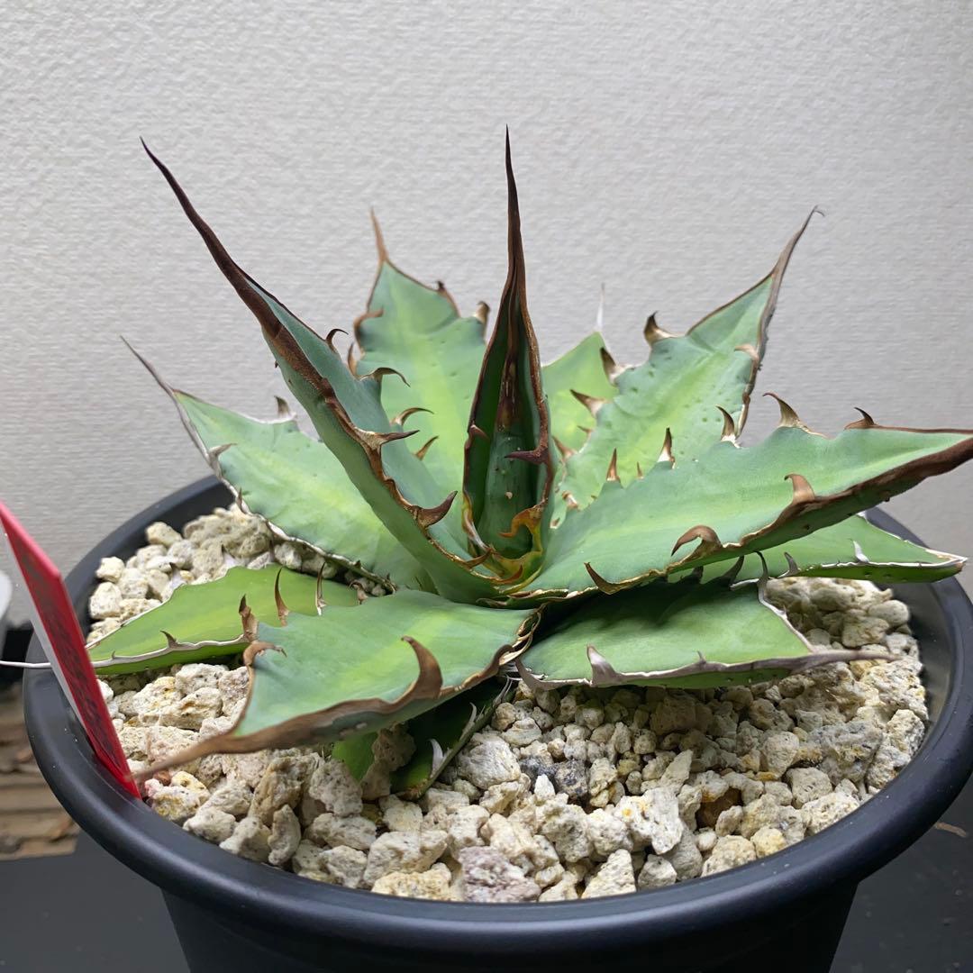 アガベ　ハイブリッド　姫厳龍　キシロナカンサ　Doragon Agave