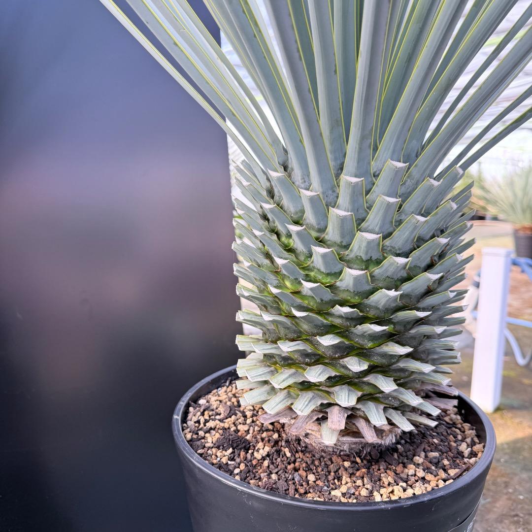 【AL1168】ユッカ　リギダ