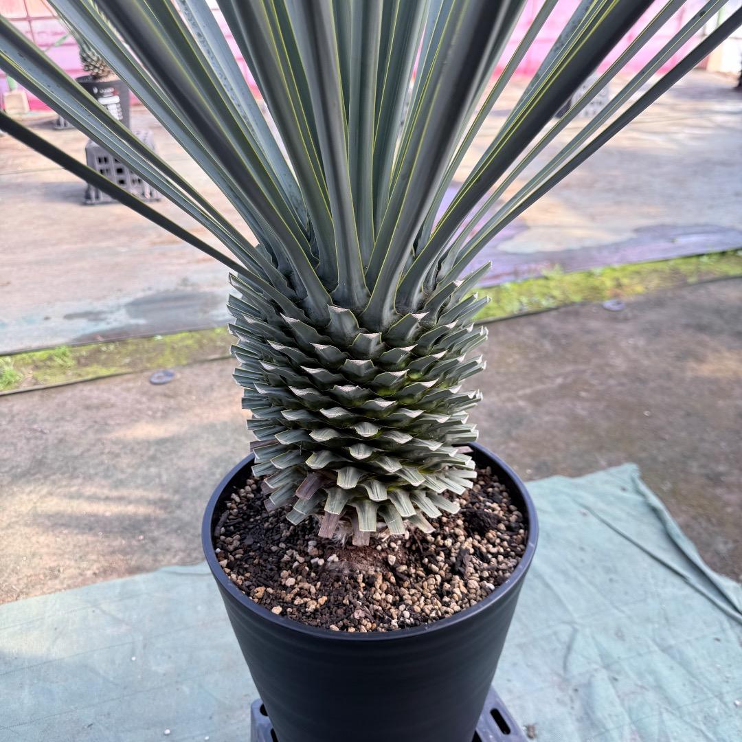 【AL1168】ユッカ　リギダ