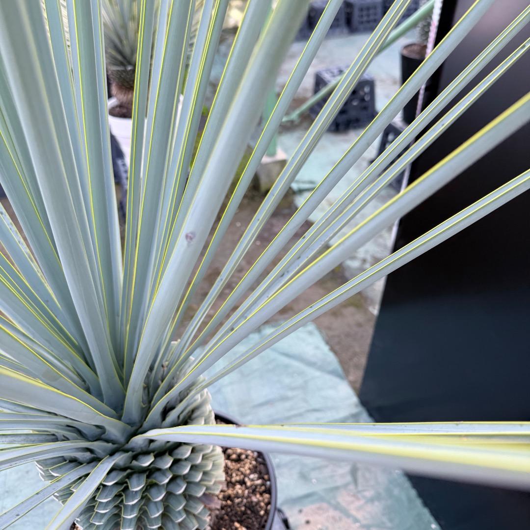 【AL1168】ユッカ　リギダ