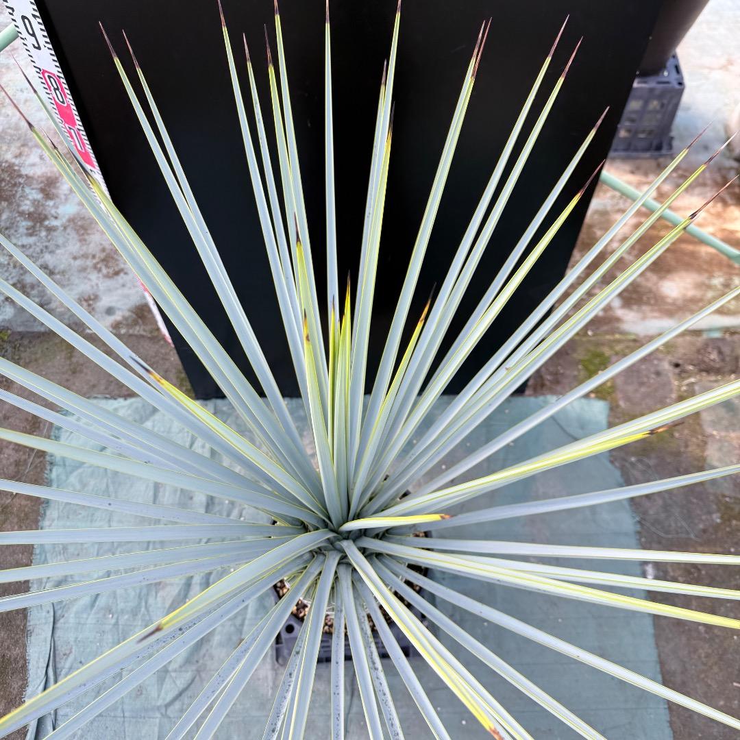 【AL1168】ユッカ　リギダ