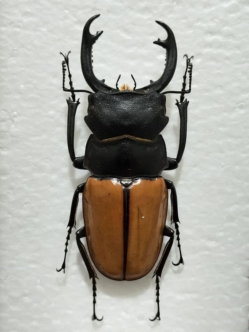 大型カステルナウディクワガタ標本