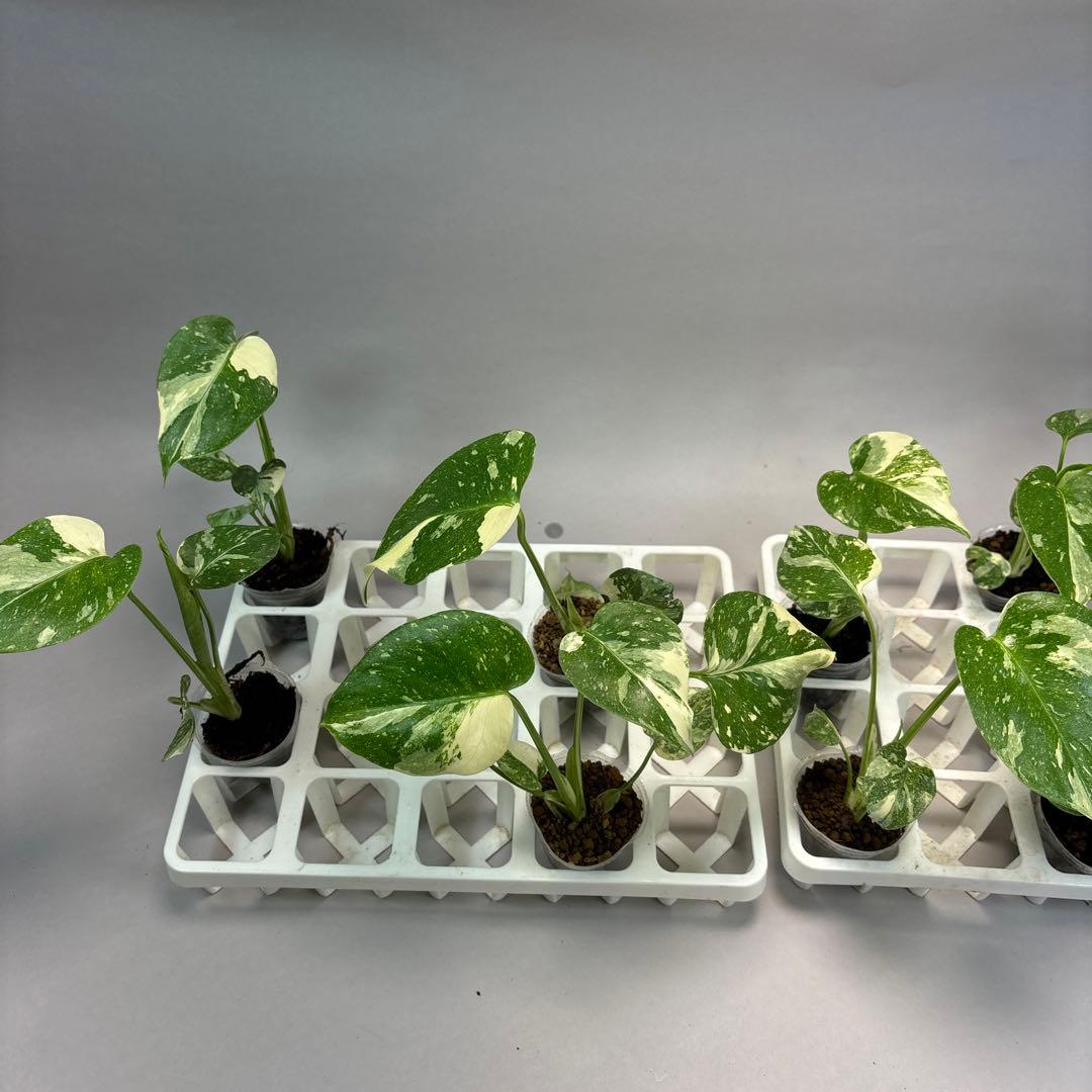 s*↑様 10株同梱モンステラ・タイコンステレーション斑入り 選抜株10株同梱l