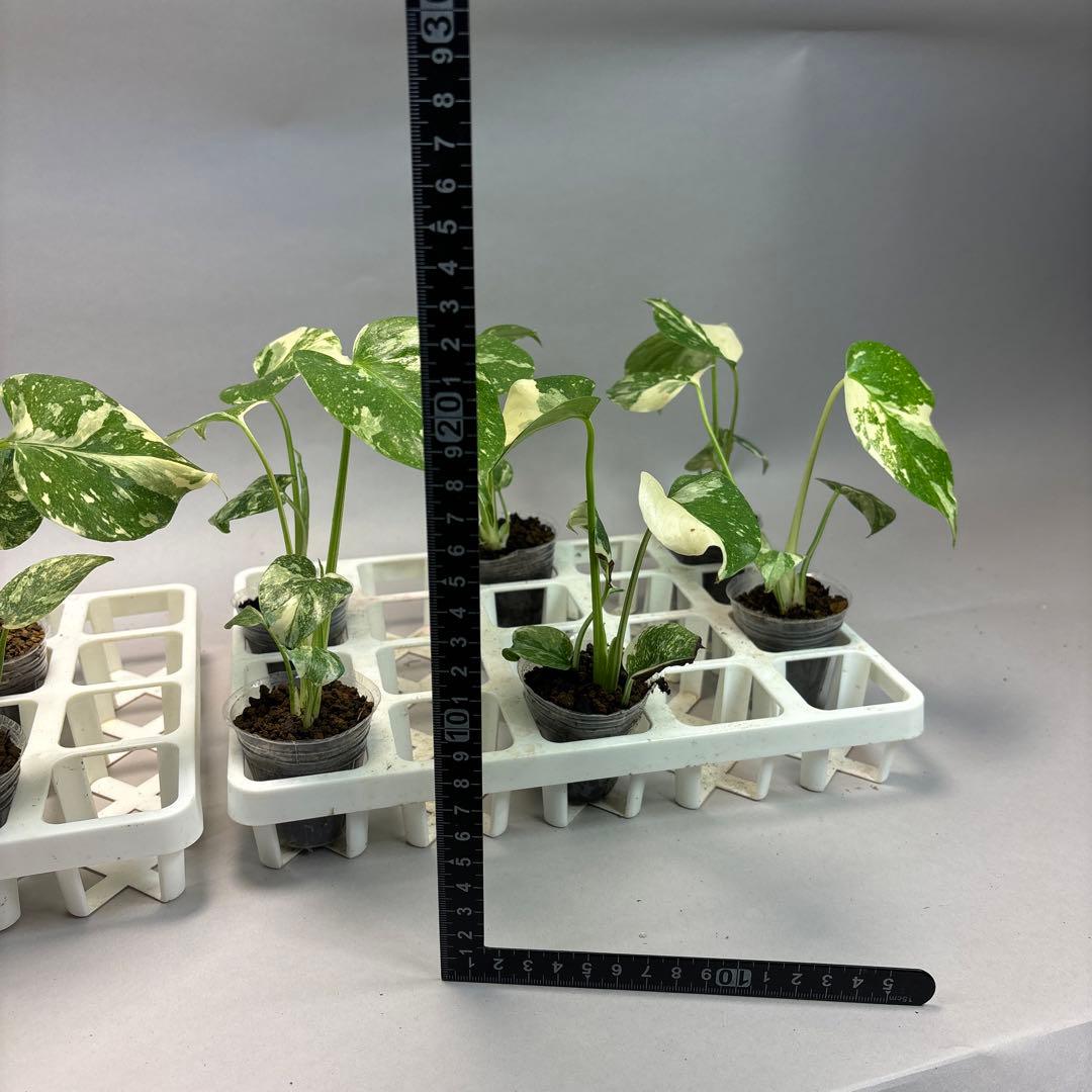 s*↑様 10株同梱モンステラ・タイコンステレーション斑入り 選抜株10株同梱l