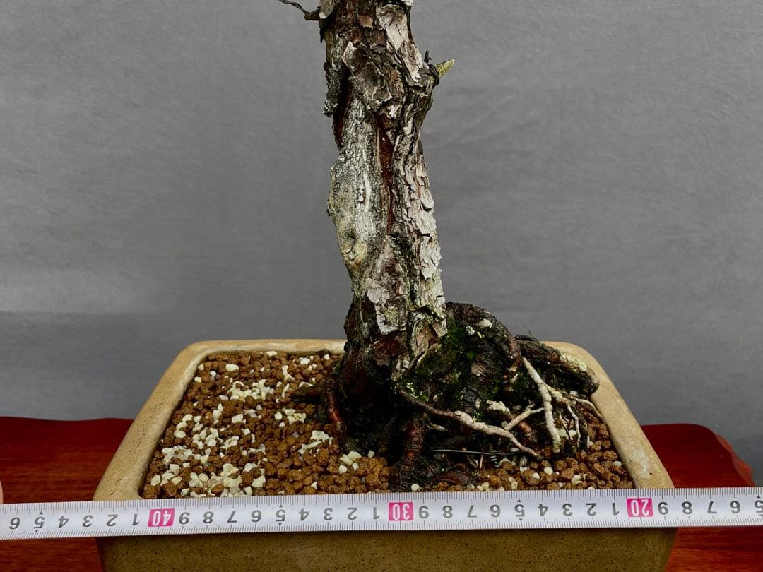 三河盆栽　黒松　盆栽　文人