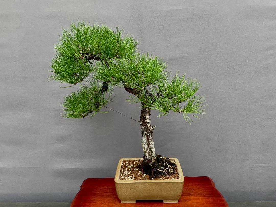 三河盆栽　黒松　盆栽　文人