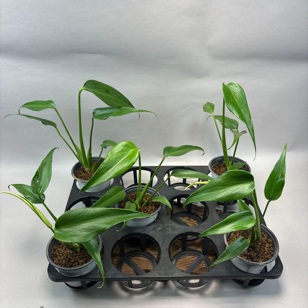 に*y様 モンステラ バールマルクスフレーム　lsw672