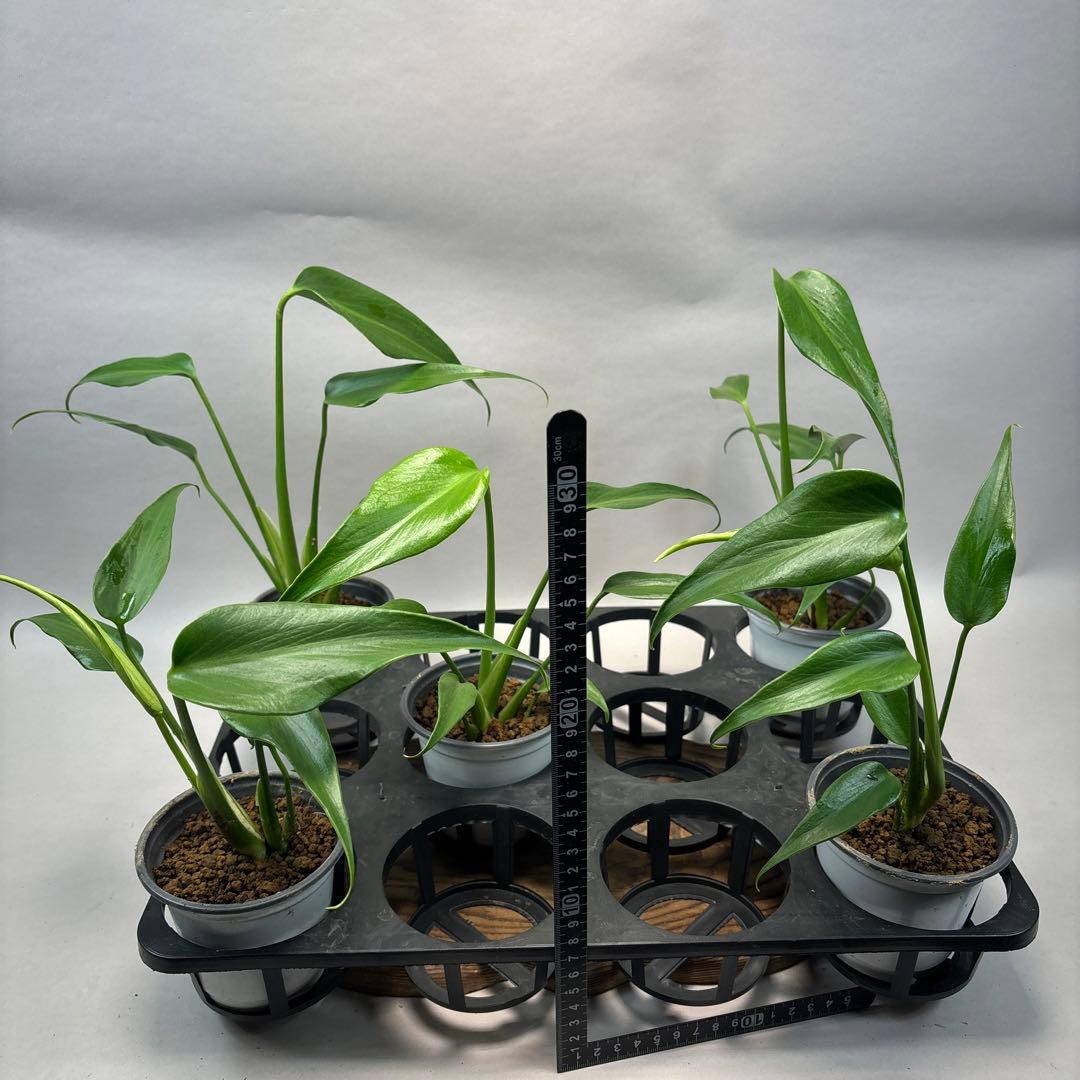 に*y様 モンステラ バールマルクスフレーム　lsw672