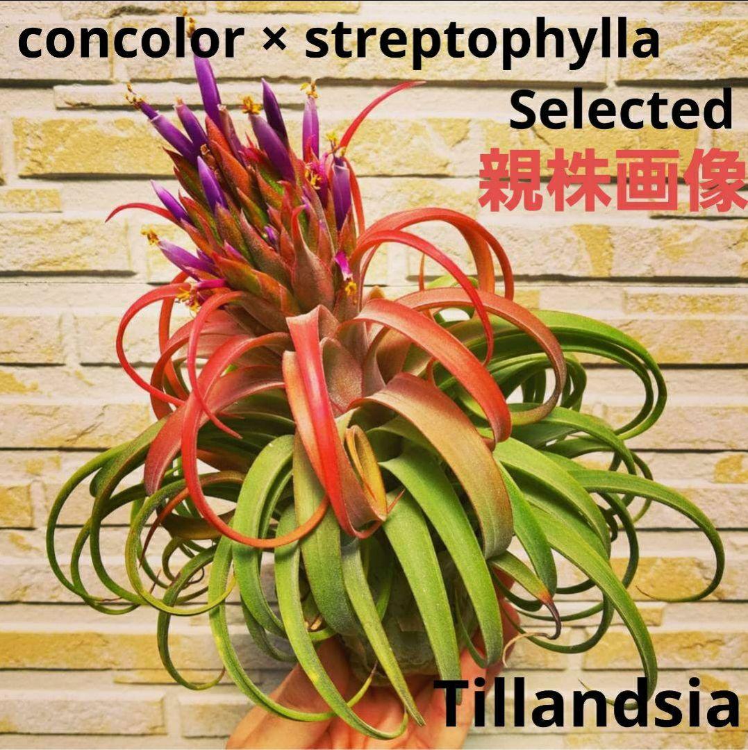 チランジア コンコロール × ストレプトフィラ セレクテッド