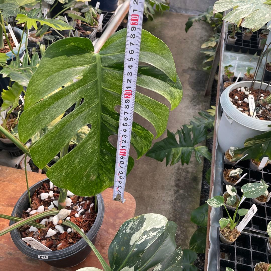 BS2 モンステラ　ボルギシアナ　x デリシオーサ　ミント　美斑入り株