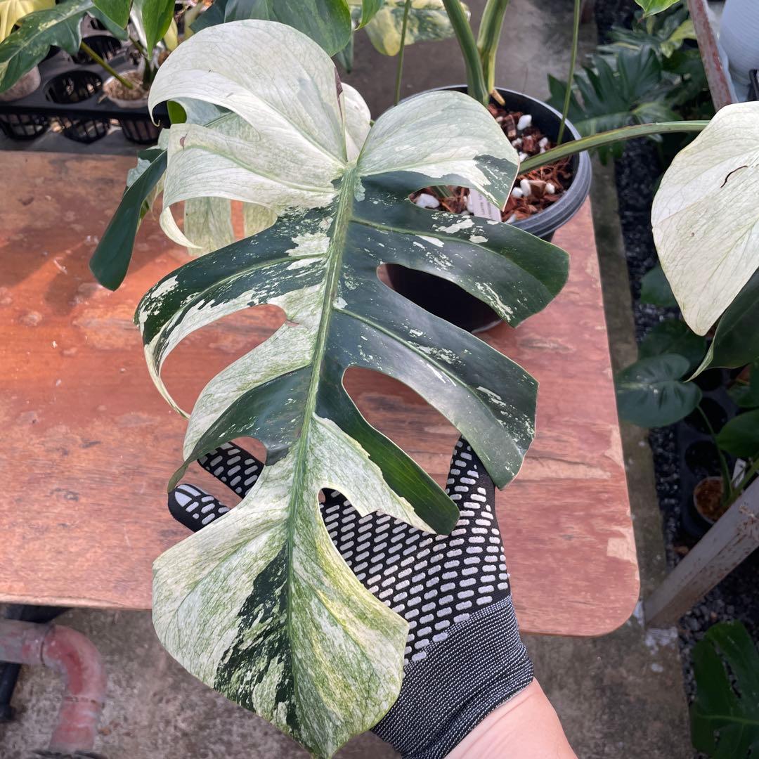 BS2 モンステラ　ボルギシアナ　x デリシオーサ　ミント　美斑入り株