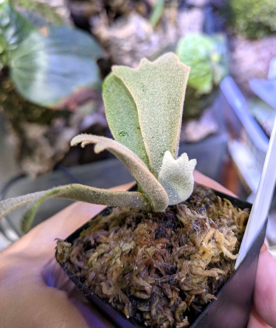 ビカクシダ☆yellow moon dwarf spore②☆selected株