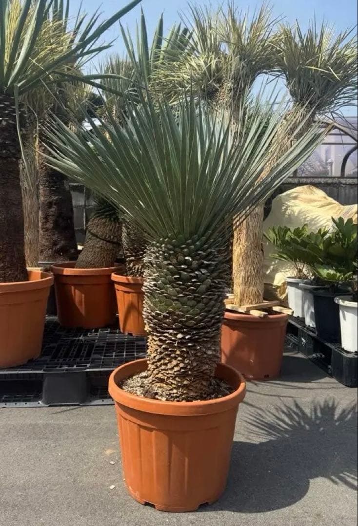 極太 ロストラータ ユッカ ダシリリオン フィリフェラ アロイフォリア