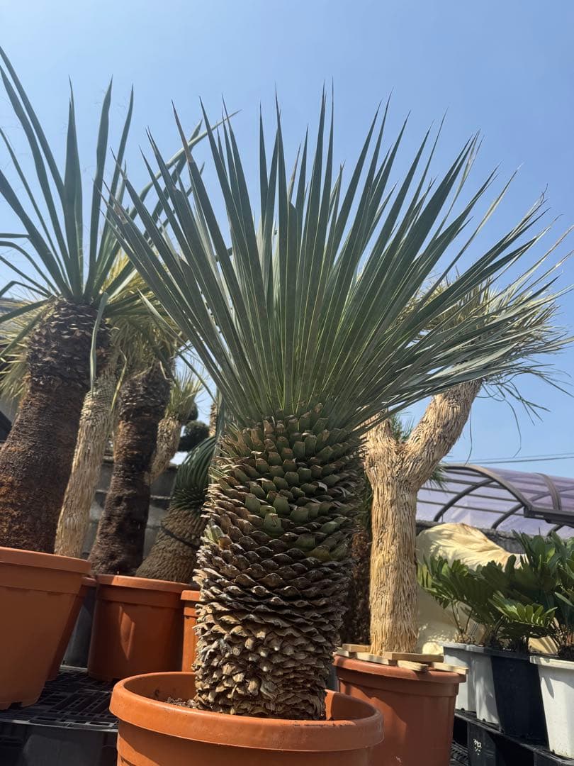 極太 ロストラータ ユッカ ダシリリオン フィリフェラ アロイフォリア