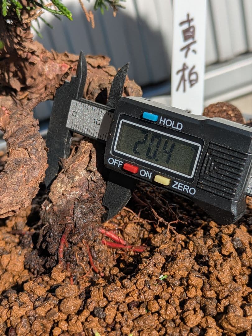 盆栽素材　真柏4 成長中♥