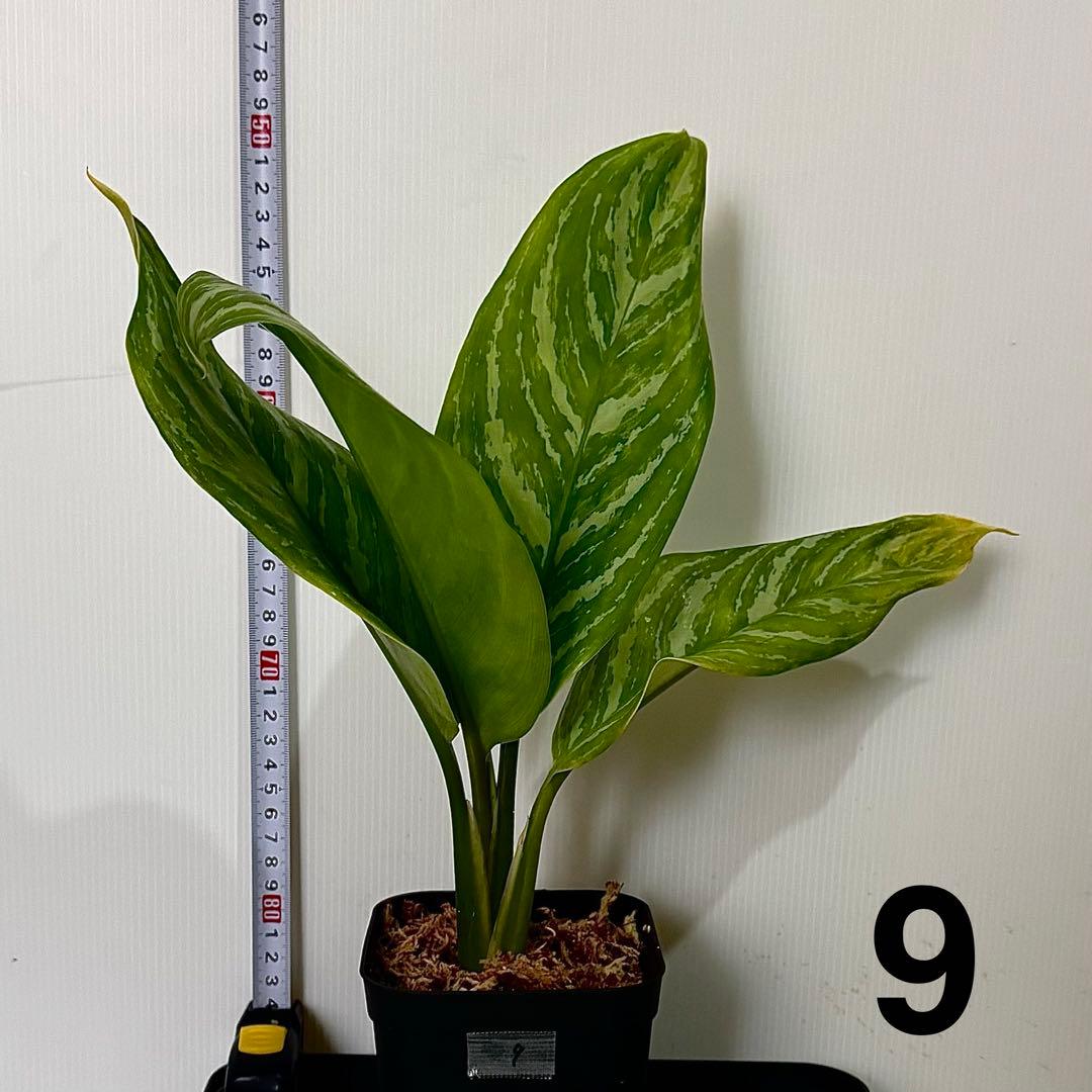 アグラオネマ ニティドゥム カーティシー 観葉植物 LEON レオン 9