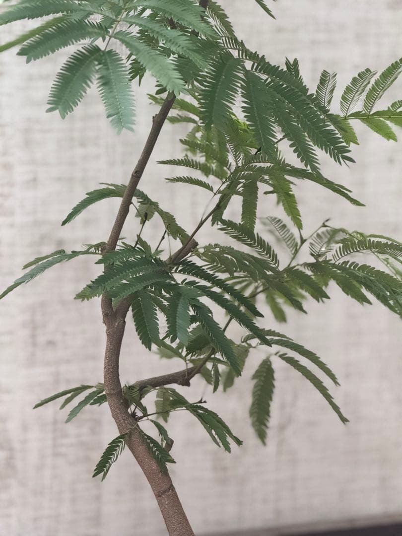 【ma7sa1 様】 エバーフレッシュ♪ 105cm 沖縄産原木◦太幹♪