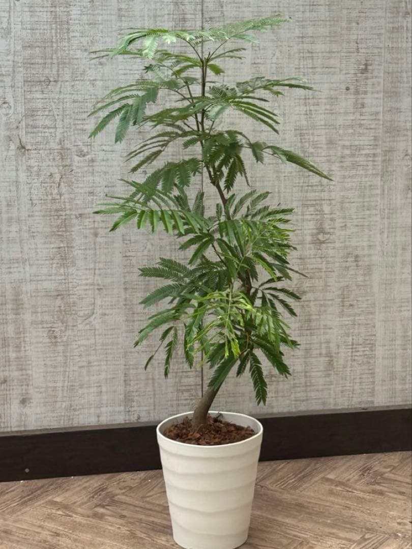 【ma7sa1 様】 エバーフレッシュ♪ 105cm 沖縄産原木◦太幹♪