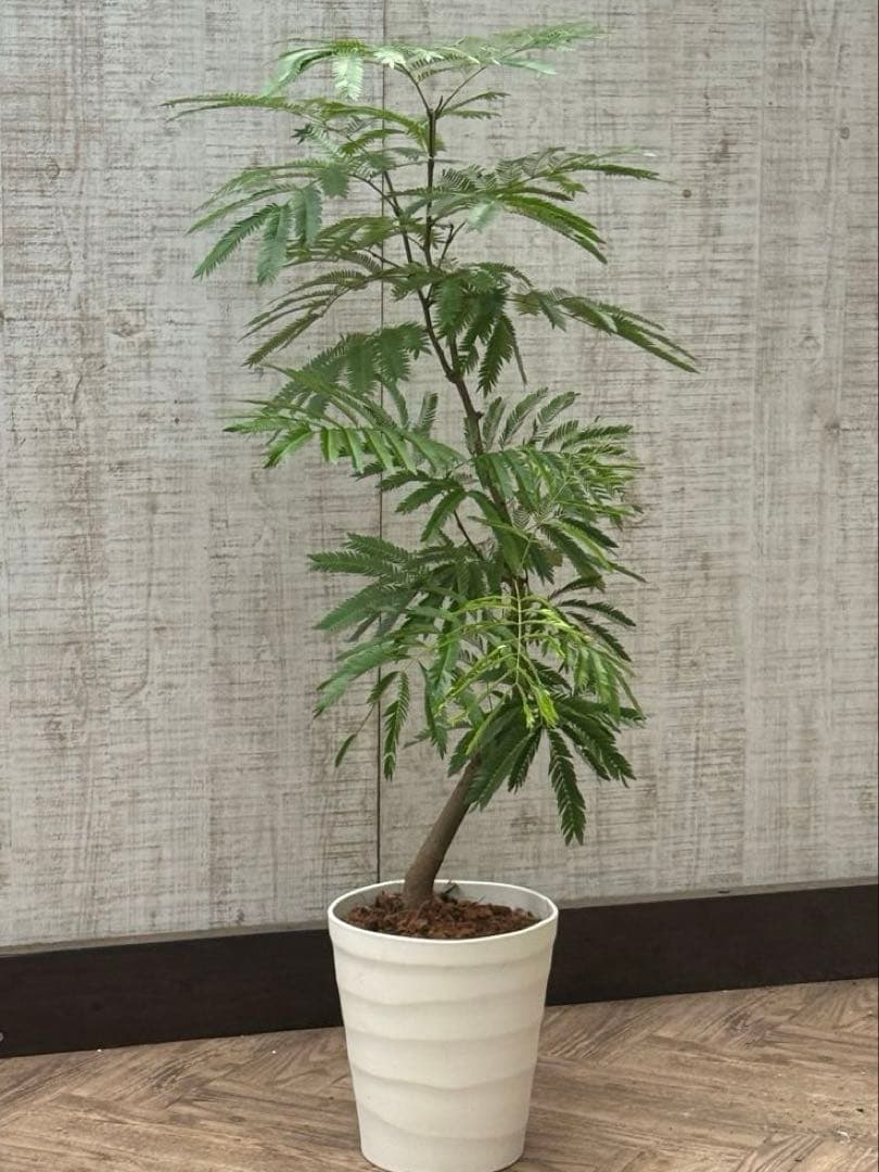 【ma7sa1 様】 エバーフレッシュ♪ 105cm 沖縄産原木◦太幹♪