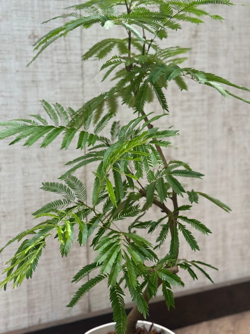 【ma7sa1 様】 エバーフレッシュ♪ 105cm 沖縄産原木◦太幹♪