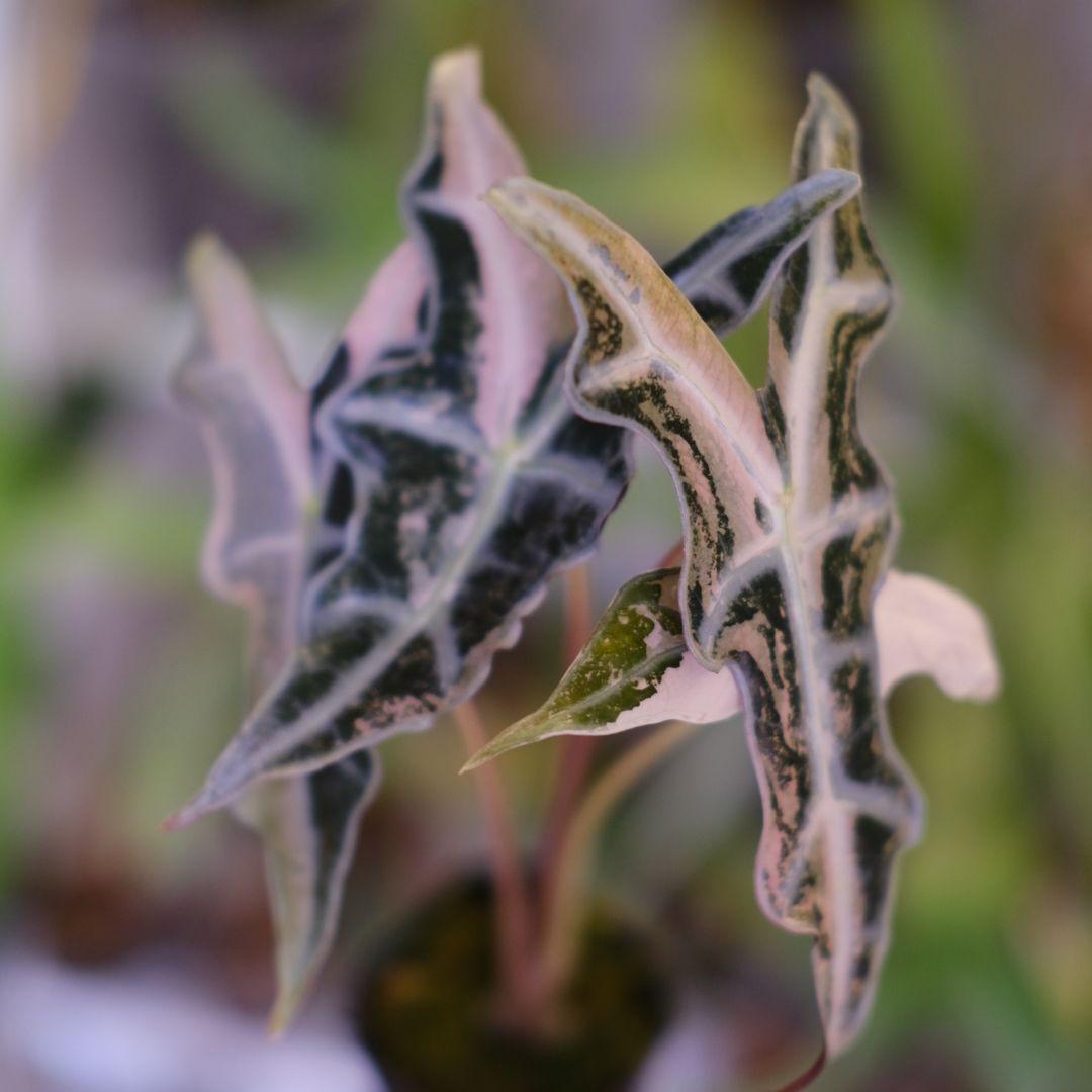 Alocasia Nobillis Pink\"K\"│アロカシア・ノビリス・ピンク