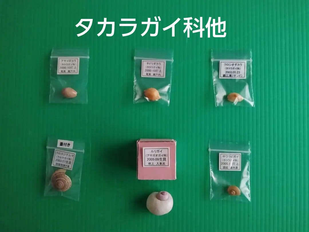 【くまのみVII】タカラガイ科他４５種類の貝殻