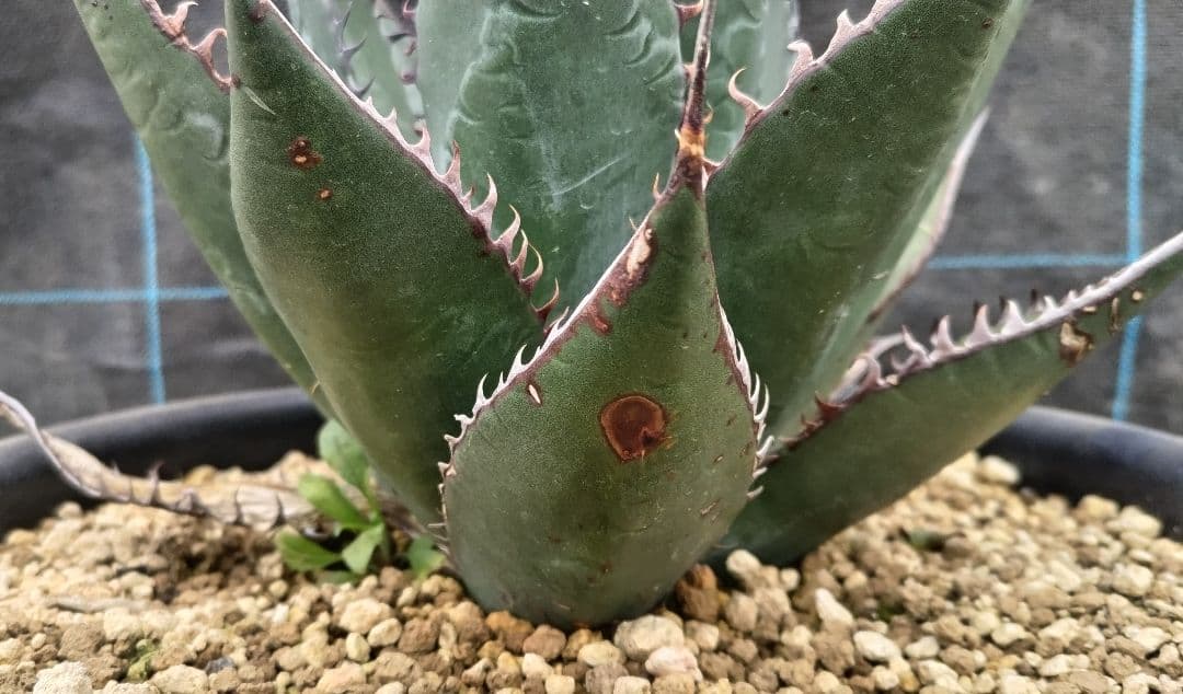 アガベ　シャウィー【US輸入株】【抜き苗発送】